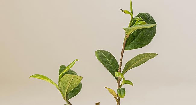 Beauty of Joseon Sérum Calmante Chá Verde Pantenol Suavizante, Hidratante Pele Sensível, Propensa a Acne, Irritada por UV, Cuidados Diários com a Pele Coreana para Homens e Mulheres (60 ml)