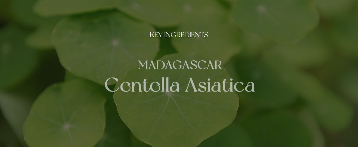 Madagascar Centella Sérum Ampola